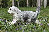 BEARDED COLLIE 233